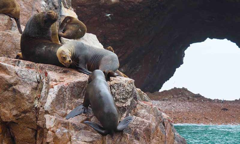 Tour-Islas-Ballestas-800×482