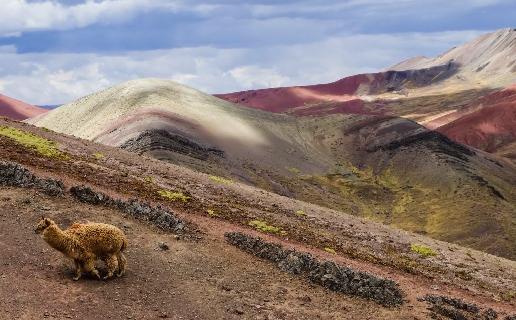 Beautiful Palcoyo rainbow mountains and a wild llama in Cusco, Peru under a cloudy blue sky